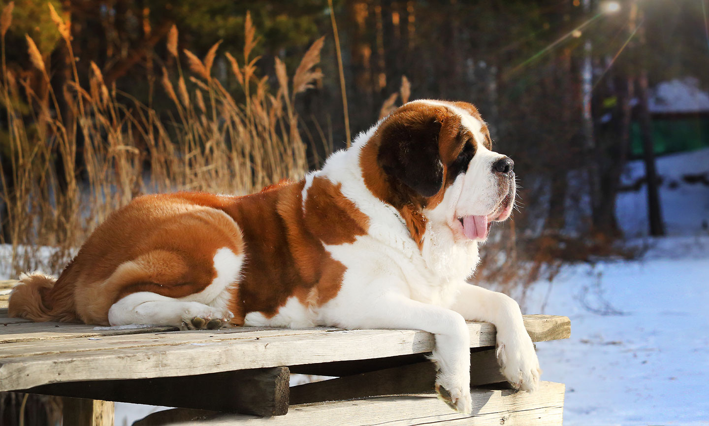  نژاد سنت برنارد (Saint Bernard)